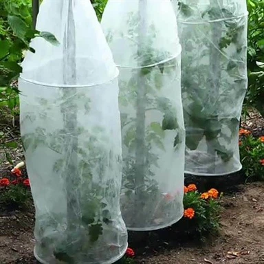 Neaustinis žemės dangtis